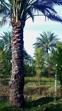 طابو سند ٢٥ • ٦٢٥م • مغروسه ٣٠٠ نخلة