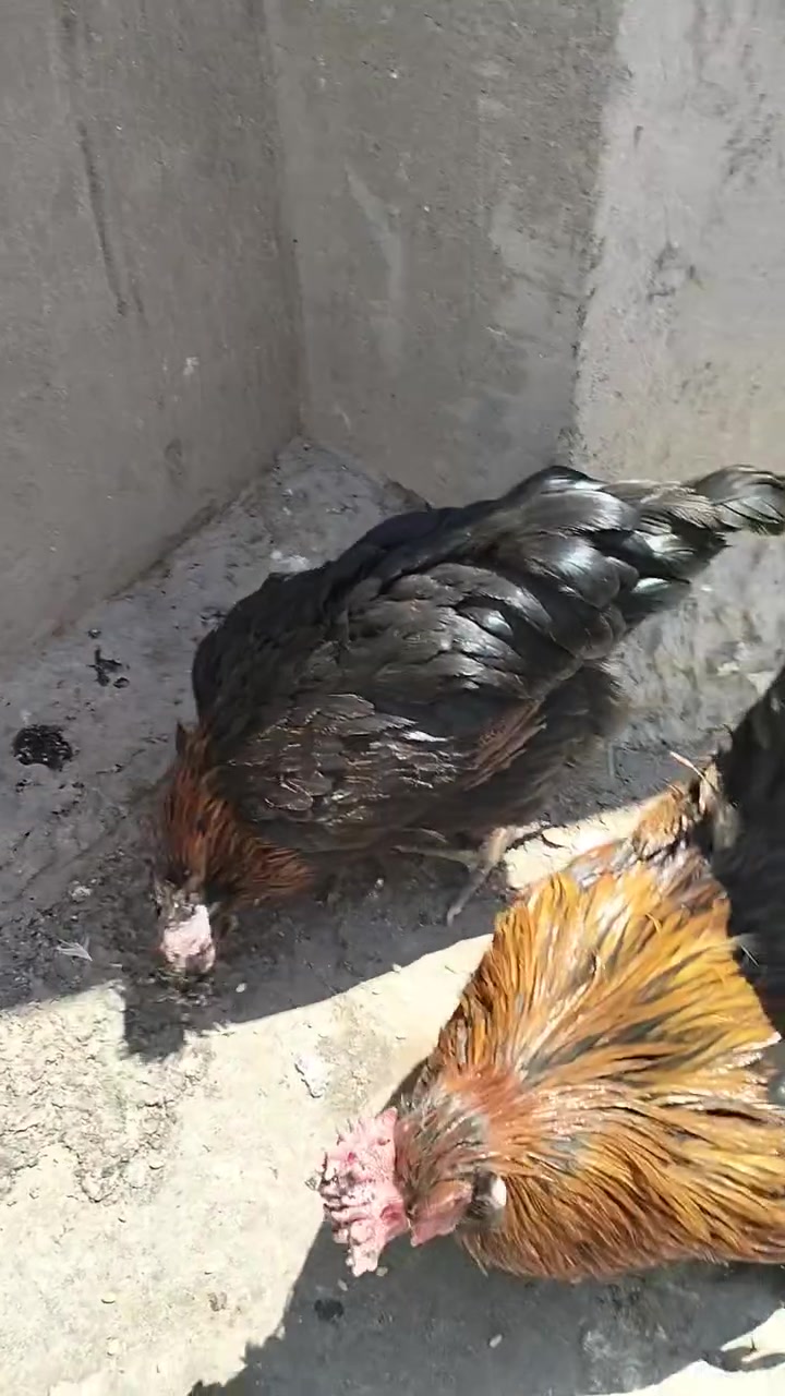 السلام عليكم دجاج عرب للبيع السعر  مناسب  مال بيت الدجاجه بياضه


**إذا كنت صاحب هذا الإعلان وتريد حذفه لأي سبب، رجاءا أرسل رسالة إلى الدعم الفني**