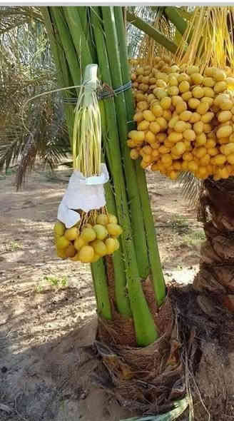 السلام عليكم يوجد لدينا كافة انواع النخيل البرحي المكتوم كنطار صلطاني تبرزن اصبع العروس اشويثي احمر خضراوي مندلي وكافة انواع ويوجد توصيل الى جميع المحافظات  الاستفسار الاتصال على الرقم (***********)
