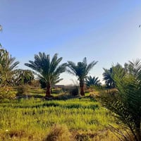 بالديوانيه • ٣ دونم • طابو ٢٥ فلاحه