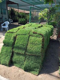 يوجد ثيل هندي  اكثر الكميات موجوده  سيد علي 07814449160