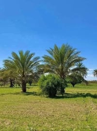🔹 دونم للبيع 🔹 طابو زراعي سند 25 🔹 الواجهة 46 متر بالنزال 🔹 خدمات متوف...