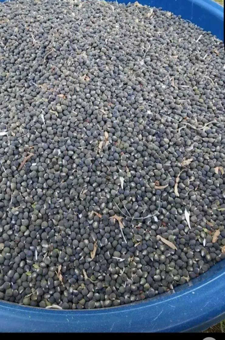 سلام عليكم لبيع بذور بانيه سعركيلو 15 محافضه نجف رقم الهاتف ***********
