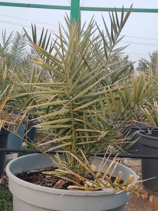 سلام عليكم عندي افحله قنامي اصلي البيع العدد ١١٠
العنوان بصره زفان ام قصر  الهاتف ***********
