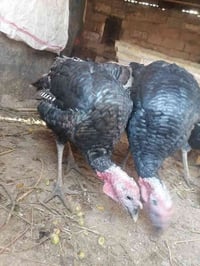 اربع ديوكة فسفس الزوج ب ١١٠ يطلع وزن الواحد تقريبا ٥ كيلوات ونص  نثايه...