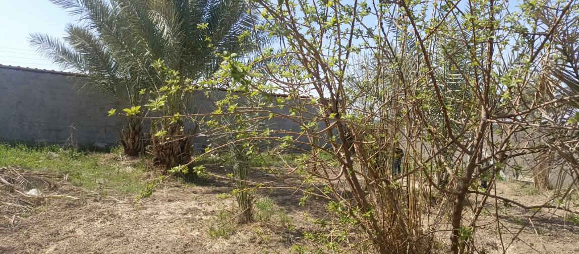 بستان صغيرة 500 متر للبيع طابو زراعي سند 25 تتوفر فيها جميع الخدمات ماء اساله وماء سقي وكهرباء ومسيج بالكامل الواجهه 25 متر والنزال 20 متر العنوان بغداد ناحيه الراشديه السعر 35 مليون وقابله للتفاوض للاستفسار الاتصال على الرقم *********** مكتب العبيدي للعقار
