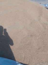 البا • بذور 450 • بنت البنت