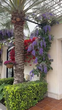 اشجار واجهة • طاقة إيجابية • سعادة