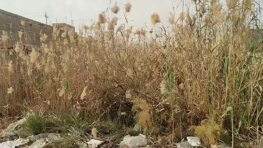 السلام عليكم قطعه لبيع عله طريق سوك الشيوخ فضليه عد ال محينه المساحه 500 النزال 36والعرض مالهه 13متر. يم مدرسه الامام الباقر السعر 35 وبيهه مجال رقم ***********
