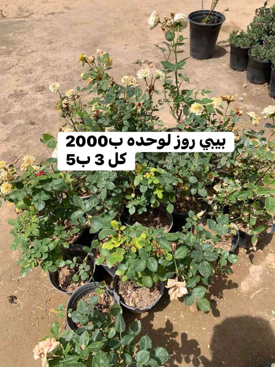 تفاصيل داخل صور


**إذا كنت صاحب هذا الإعلان وتريد حذفه لأي سبب، رجاءا أرسل رسالة إلى الدعم الفني**