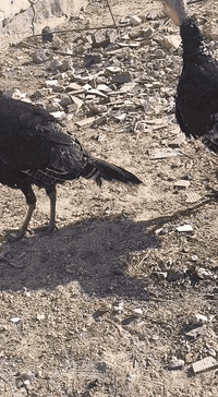 بسم الله وصلاه ع نبي محمد وآل محمد 🌺
متاح افحله فسفس  العددد ٣ قفل ب ١٥٠
حيل اسمان حيل امفولت 
واذا مفرد الوحد ب ٦٠
مكاني حديثه شيخ حديد يوجد توصيل حسب الاتفاق لشراي يتصل ويدلل 
***********
