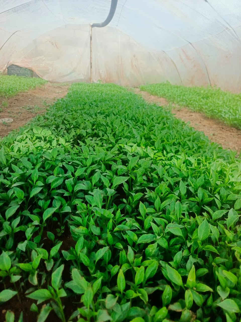 السلام عليكم 
يوجد شتل فليفله 
حاره + بورصه 
للتواصل ***********
