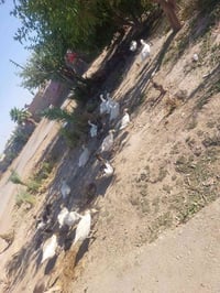 بطوط • للبيع • مكلف بلنشر