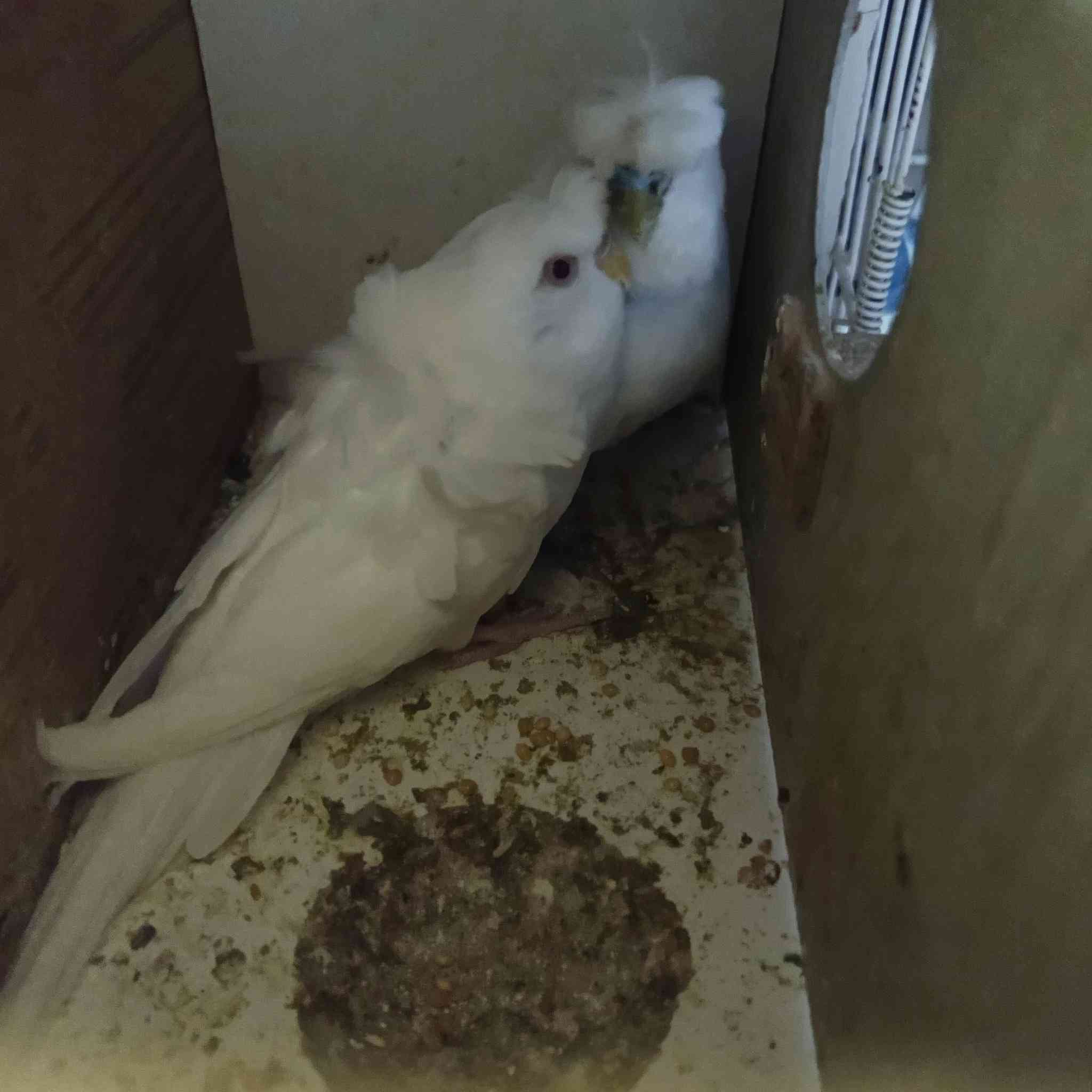 كناريات للبيع هاجرمو لون ابيض نادر 🤍المكان قضاء النصر السعر خاص راسل وتدلل


**إذا كنت صاحب هذا الإعلان وتريد حذفه لأي سبب، رجاءا أرسل رسالة إلى الدعم الفني**