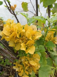 الوان الجهنمية المتوفرة حاليا السعر ب٤ التوصيل داخل بغداد فقط  للطلب ر...