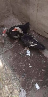 بط مصري • بط للبيع • بط بياض • حيوانات للبيع • طيور للبيع