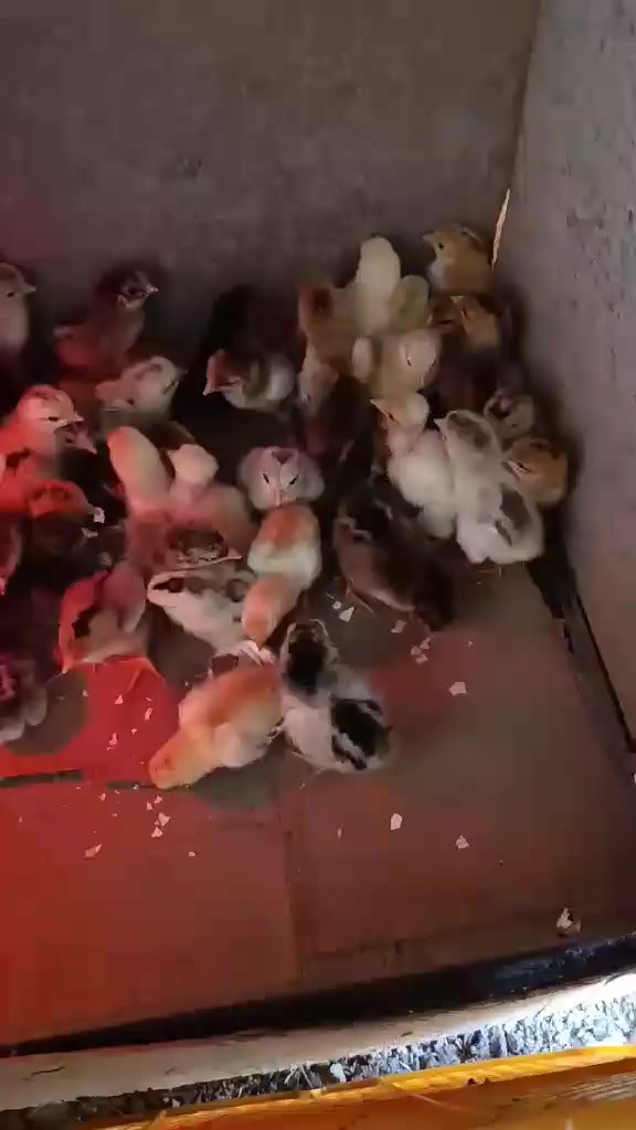 متاح فقاسه فول اوتوماتيك تقليب رطوبه حراره جهاز zl غني عن التعريف نتاج خير من الله هاي تفقيسه بل منشور تشيل 156 بيضه وياه قلاب اضافي دحرجه يشيل 70بيضه  السعر225 قفل بدون عمله المكان سوق الشيوخ  رقم الهاتف ***********
