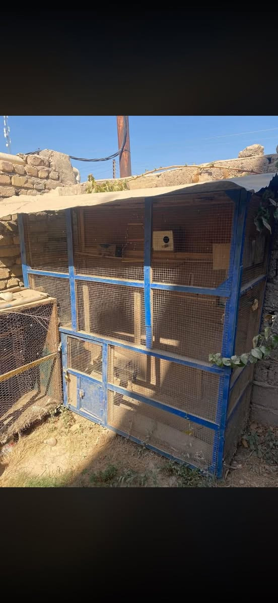 للبيع او مراوس بقفص صغير او خانات  / 

حجم القفص مذكور بصورة السعر قيمة وبلعافية مكاني حي الفارس
***********
