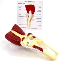 نموذج تشريحي • مفصل الركبة • توصيل مجاني