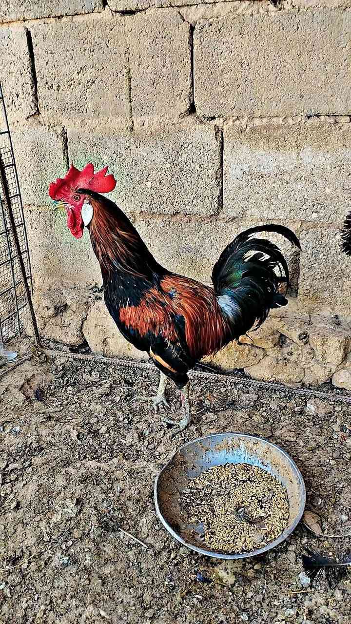 للبيع ديج عرب سعر 15 مكان حديثه


**إذا كنت صاحب هذا الإعلان وتريد حذفه لأي سبب، رجاءا أرسل رسالة إلى الدعم الفني**