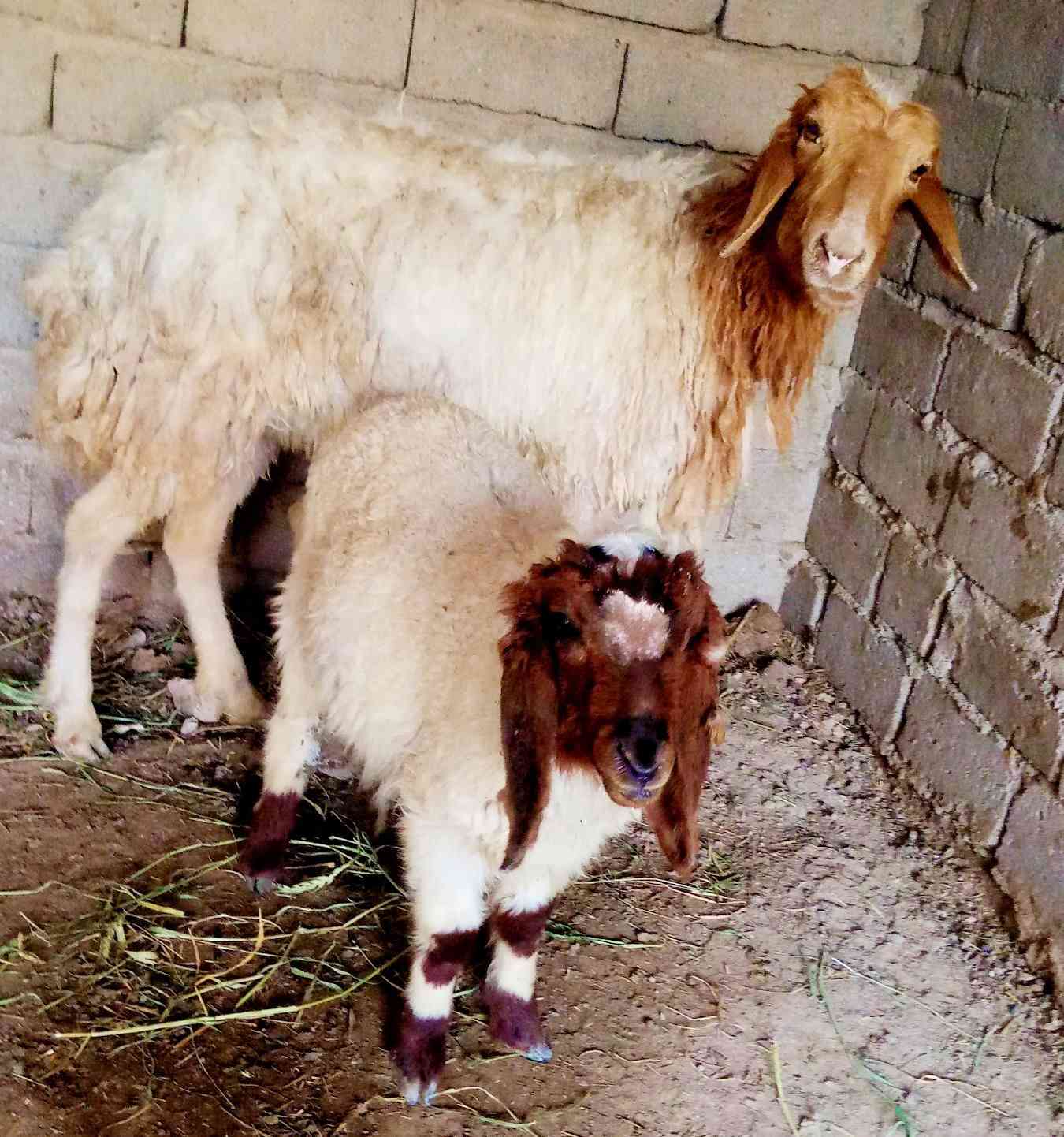 ب350 🔥مطفل وراه ذكر يرهمن جني وكصابه مكان الشطره ***********
