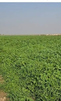 ٨ دونم • طابو زراعي • قضاء العزيزيه الدير الاوسط