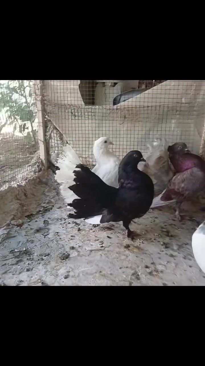 السلام عليكم من رخصة الادمن
للبيع طيور عرايس ٣ ازواج شرط مزاويج
او يرهمن مراوس بدجاجات فراريج 
اتصل ***********او اتفضل خاص
