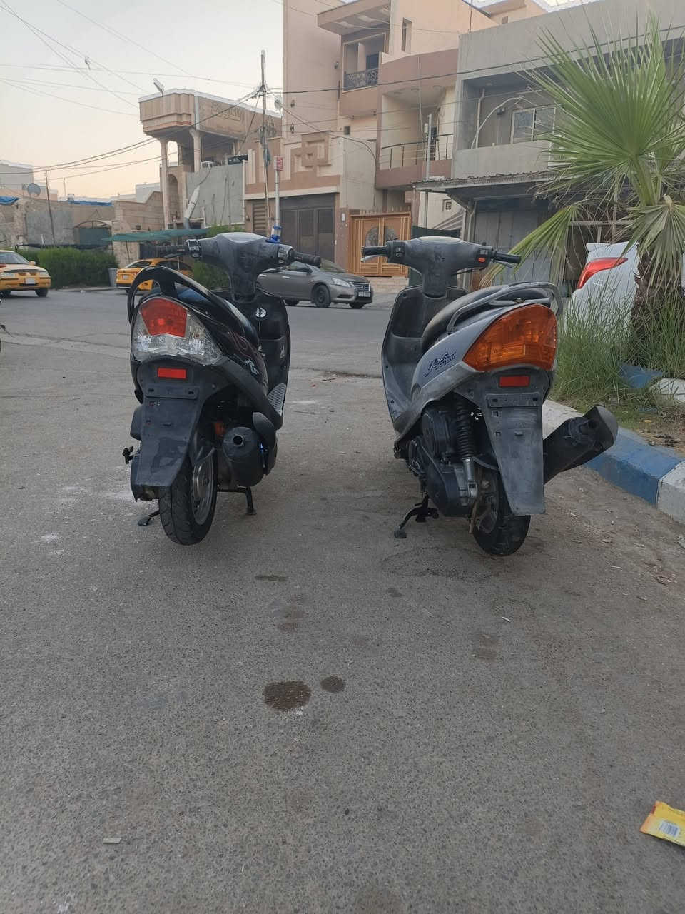 ماكس عدله وماكس منغولي للبيع معروضات للبيع بالمحل***********
