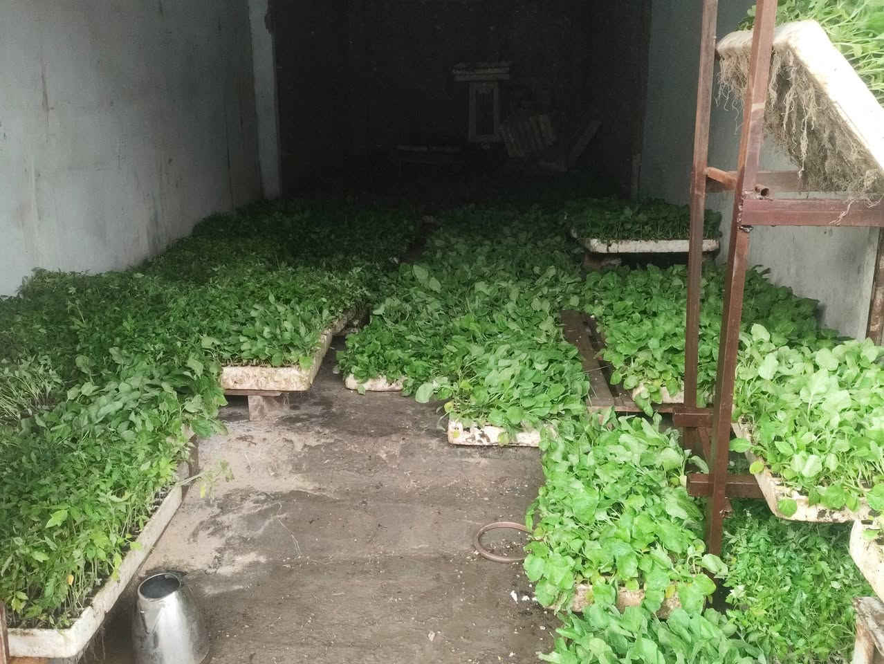 السلام عليكم تم وصول وجبه بيذنجان وطماطه وفلفل حار وفلفل بارد الى علوة ومكتب ابو زيد الخيكاني بسعار تنافسيه جمله مفرد لصحاب المحلات ولفلاحين العنوان بابل الكفل رقم الهاتف ***********
