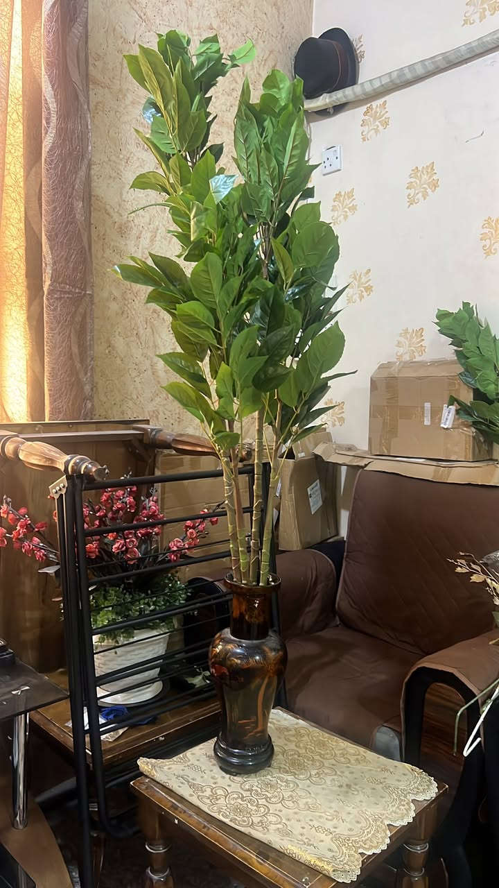شجره بالهشكل تجي سيقان اضافي وثيل طول متر ونص


**إذا كنت صاحب هذا الإعلان وتريد حذفه لأي سبب، رجاءا أرسل رسالة إلى الدعم الفني**