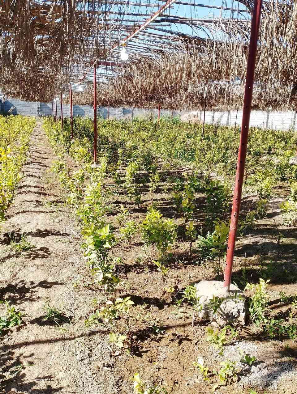 السلام عليكم من رخصه الادمن للبيع اشجار حمضيات ابو الطينه رارنج ونومي حامض وبرتقال المكان بغداد التاجي قريه جرف الملح قرب محطه تعبئه وقود التاجي للاستفسار ***********.          ***********
