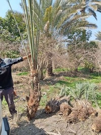 فسايل زهدي للبيع قنينة وفوك    07708443677 07808038377