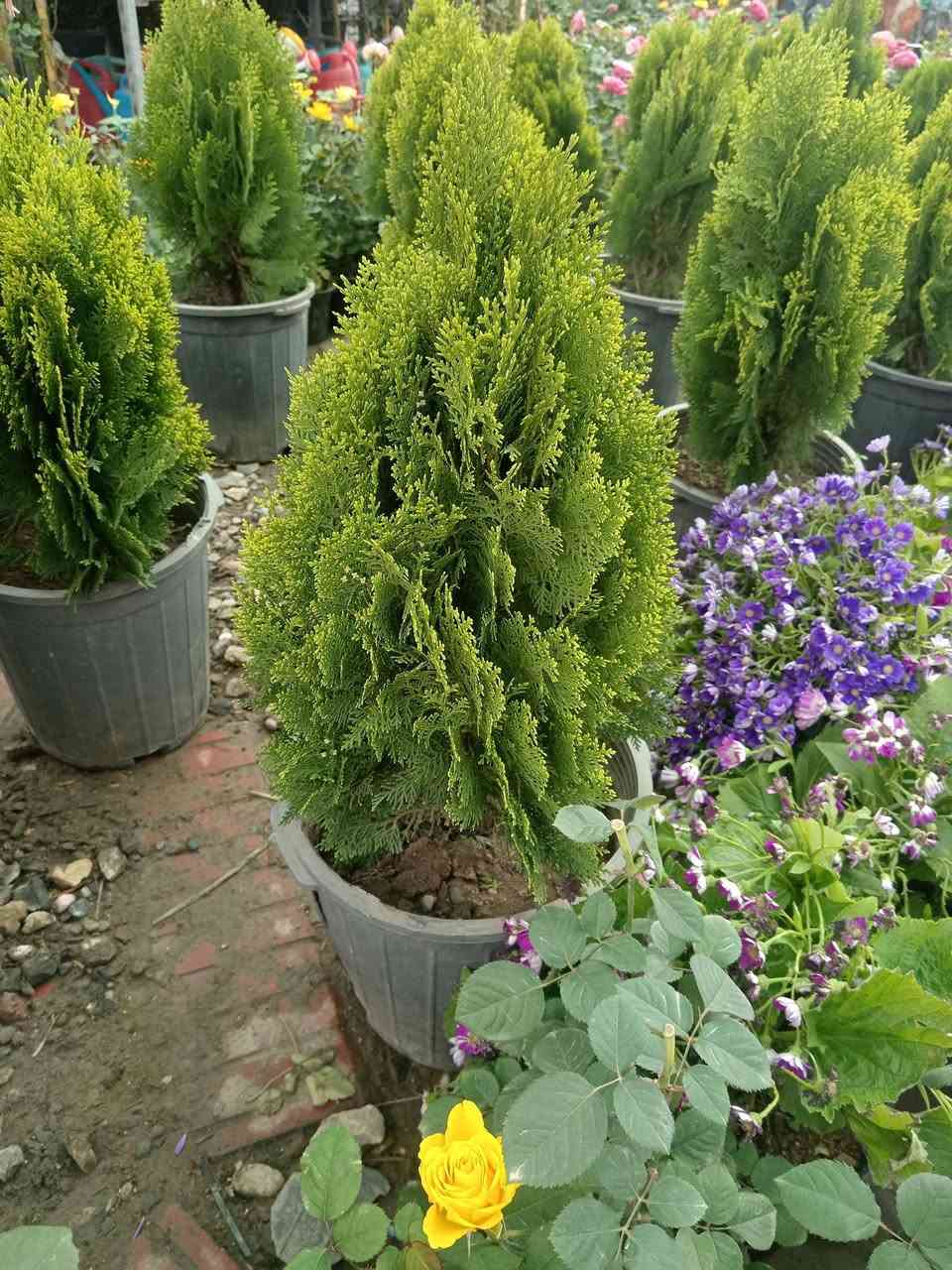 #وصول_وجبة_نباتات_جديده(ضلي+خارجي)
#خدمة_توصيل
نباتات تصلك لغاية باب بيتك! 🪴✨
​حابب تضيف لمسة حياة لبيتك أو مكتبك؟ نوفر لك تشكيلة رائعة من أجمل النباتات الظلية (الداخلية) والخارجية، بأسعار تنافسية جداً.
​نباتات ظلية: لتنقية الهواء وإضافة لمسة رقي لزوايا البيت.
​نباتات خارجية: لتزيين البلكونات والحدائق بأجمل الألوان.
​🚚 خدمتنا: توصيل فقط (لباب البيت).
💰 الأسعار: مدروسة وتناسب الجميع.
​اطلب الآن وخلّي الطبيعة تدخل بيتك 
للاستفسار او الحجز راسلنا عبر الرسائل او عبر الواتساب ***********  📥
