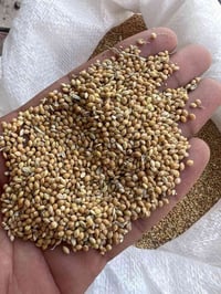 دخن عراقي • دخن روسي • ذي قار الفجر