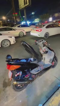 فحل للبيع   بيع او مراوس (بيسي اكس )  07742688893 مكفوله كفاله عامه مك...