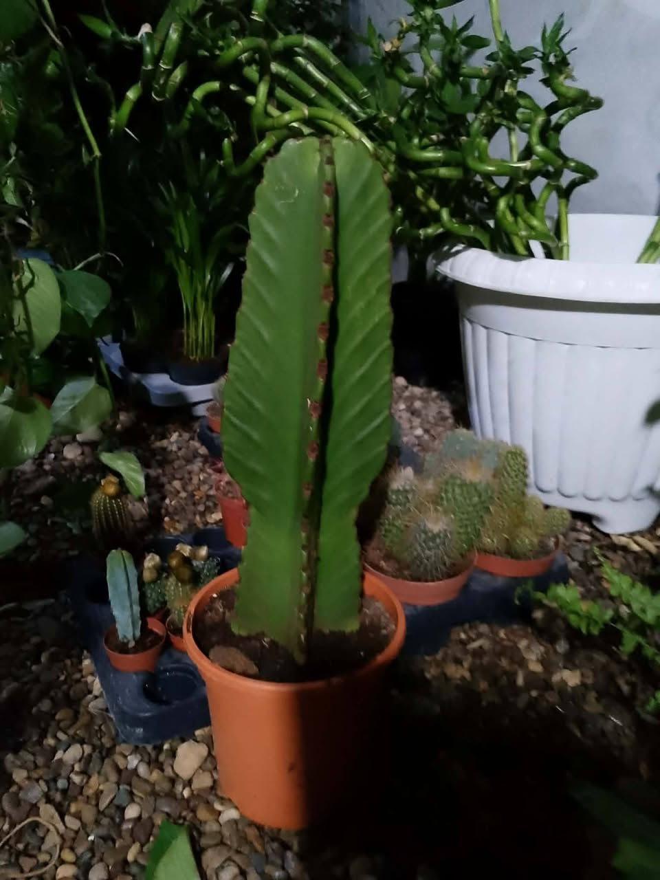 بۆفرۆشتن گەیاندن هەیە کێویستی مەسج بکات


**إذا كنت صاحب هذا الإعلان وتريد حذفه لأي سبب، رجاءا أرسل رسالة إلى الدعم الفني**