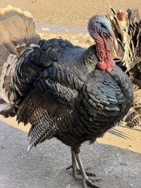 للبيع علو فحل ونتيه وزن فوك ٧ ‭٠٧٥٠ ٨٧٠ ٠٨٧٥‬