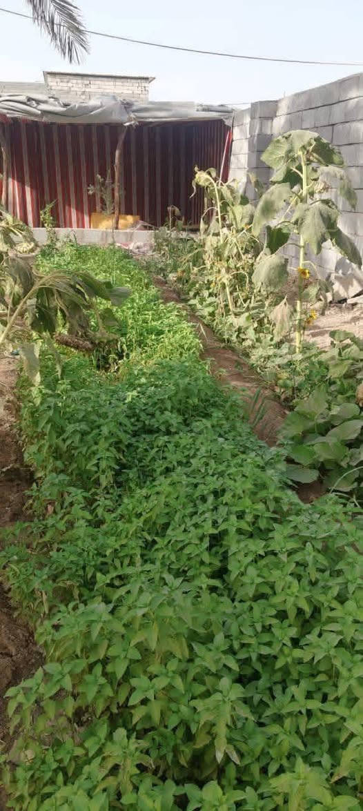 🟥 قطعة أرض للبيع – البصرة / أبي الخصيب 🟥
المساحة 530متر
الواجهة 25متر – النزال 20ونس
نوع العقار وقف سني أصولي

🌴 مزروعة نخيل برحي وبريم وأم دهن وأنواع مختلفة
🌲 سدار ونباتات زينة 🌺🌻🌷🌾🥀

🧱 مسيجة بلوك محكمة + باب سلايت
🛣️ شارع 7متر

📍 العنوان: أبي الخصيب / جيكور / شارع الميناء
✅ جميع الخدمات متوفرة (ماء، كهرباء، مدارس، جوامع)
قريب من ذهب أبو الخصيب القديمة

💰 السعر 38مليون وبيه مجال
📞 للاستفسار اتصال أو واتساب
***********
