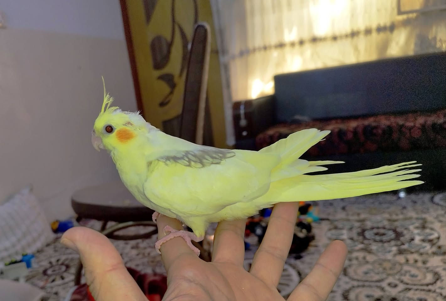 دووتاک کۆکتیلی فول ماڵی بەردەستە
بەسیعریکی زۆر گونجاو سیعری دووتاکی کیوییە 
تاکی 35هەزار بێ مامەڵە 
سپیەکە تۆزیکی باڵی مقەست کراوەو دەرهاتۆتەوە 
بەپیی توانا گەیاندن هەیە
شوینمان هەڵەبجەی تازەیە 
***********
***********
