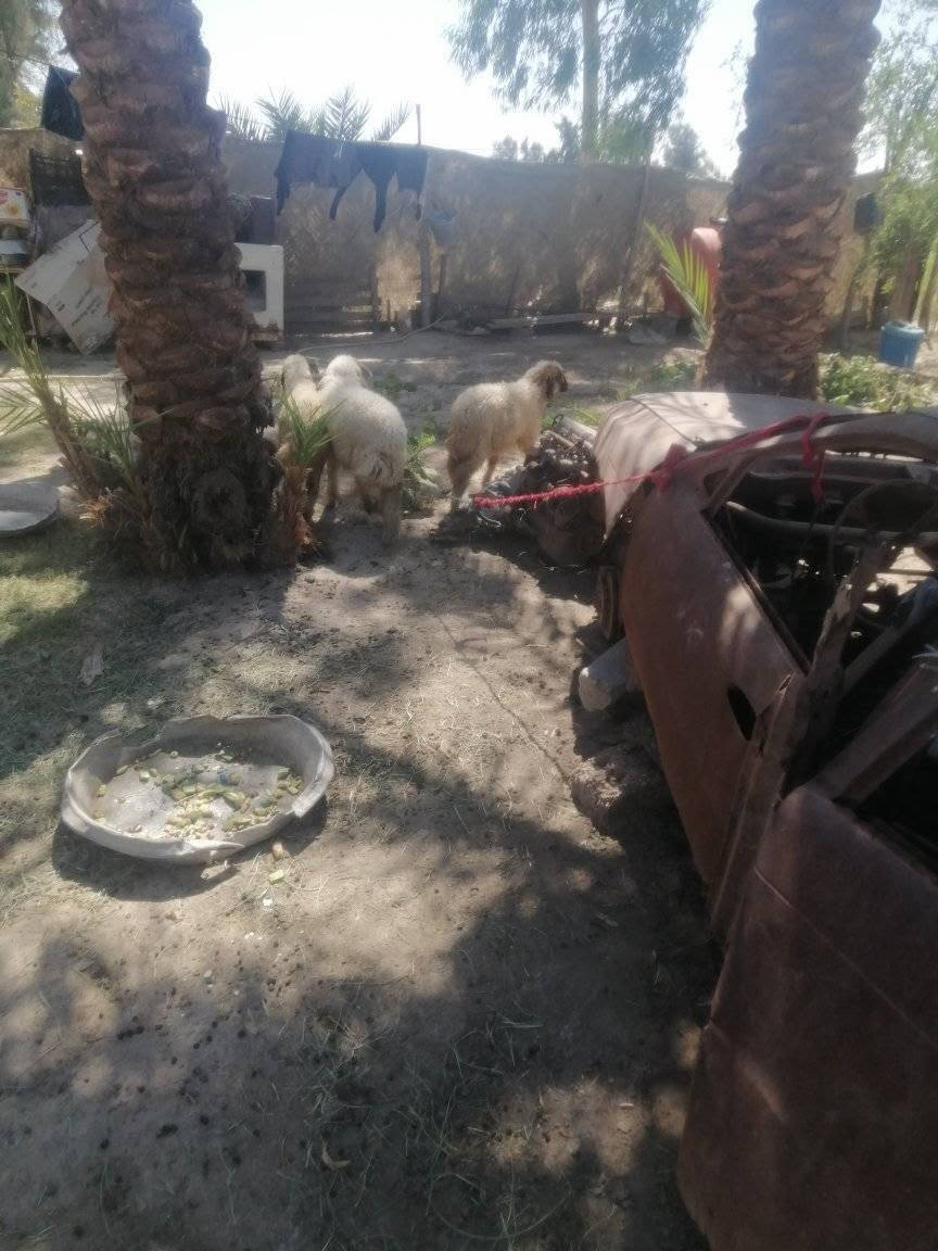 فطايم للبيع 
***********
***********

