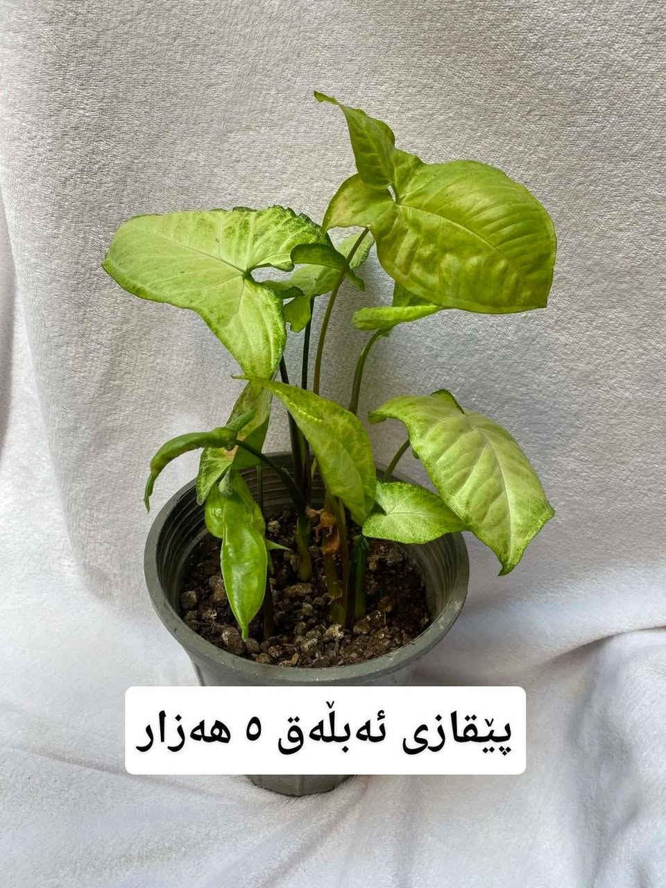 بۆ فرۆشتن سلێمانی گەیاندن هەیە بۆناو شار


**إذا كنت صاحب هذا الإعلان وتريد حذفه لأي سبب، رجاءا أرسل رسالة إلى الدعم الفني**