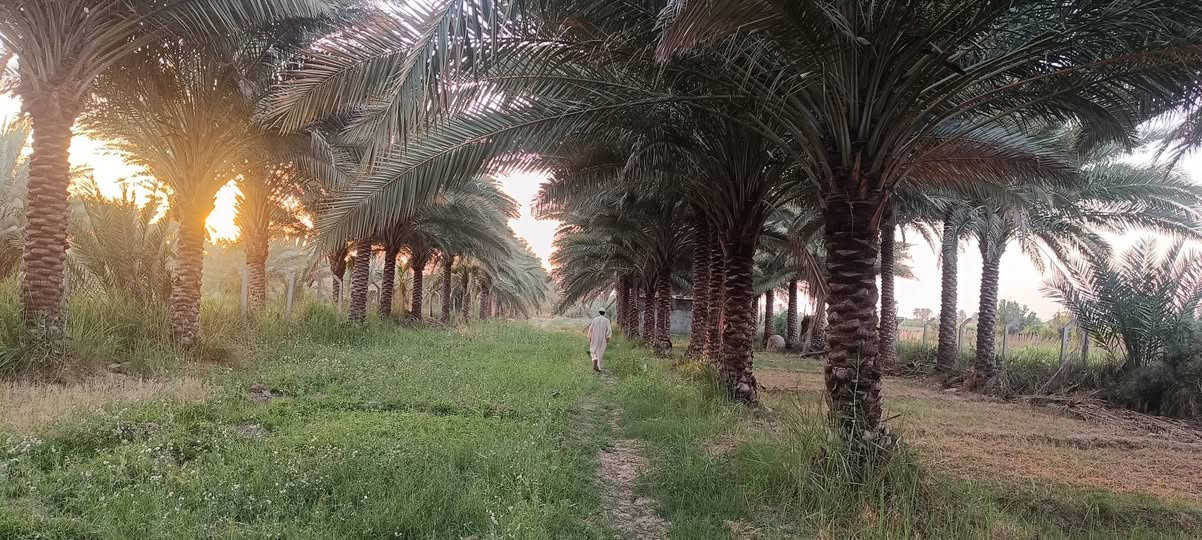 ***********
للبيع
