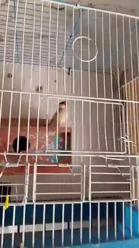 متاح سلام عليكم عدي طيور البيع طيورحب وفنجس جاوي كلهن مزاوجات سعر خاص *********** نجف الاشرف حي الشرطه
