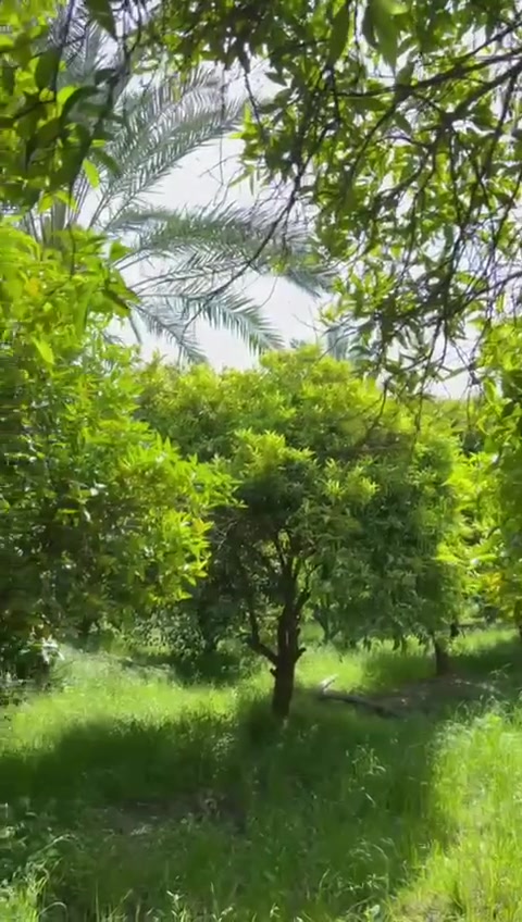 السلام عليكم ورحمة الله. للباحثين. عن الهدوء والراحه التامه وتخلص من هوسة السيارات. وجهال المنطقه وعياطهم. والاصوات المزعجه. والروائح الكريهه والتربان بلصيف والطيان بلشتا. 
بستان للبيع. البدعيه بلبداية يبعد عن جسر سامراء 5دقايق
المساحه. 2500متر (دونم) 
واقع حال اكثر. واجهه 50متر نزال 60متر. يبعد عن الشط 200متر وعن مشروع الاسحاقي 700متر امامه بحيره ماء 8ونم 
نوع الملك. طابو ملك صرف زراعي. تحويل بطابو سامره
التفاصيل. 
شارع تبليط للباب 
سياج BRC
 كهرباء 3فيز
بير ماء 3انج. روبن كهربائي 5حصان. 
ماء اساله 1 انج. 
مكونات البستان. الشتل 
نخل بريم حمال رقم 1
برتقال. لالنكي. رارنج. نومي حامض. واشجار متنوعه عدداخر. ملاحظه حاليا المنطقه بيها بناء فلل مستقبلا تكون ارقئ منطقه في اطراف سامراء. لطلب السعر 125مليون قابل للتفاوض الاتصال على الارقام التاليه. 
***********
***********

