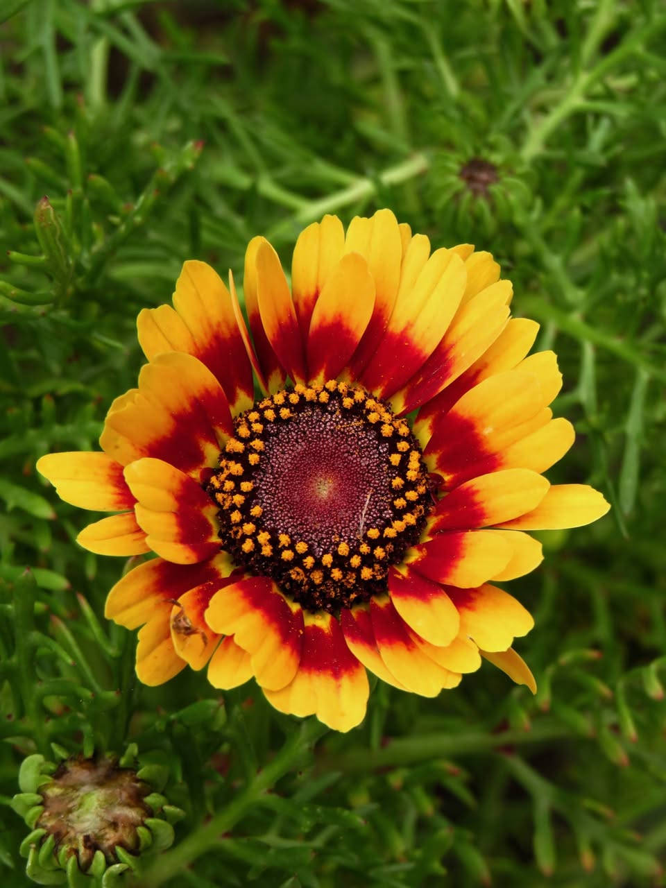 السلام عليكم، كامرة كانون sx540hs،زوم 200x يوصل للقمر و يصور كل تفاصيله، وياها بطارية و رام 64 اصلي، نقصها فقط شاحن

السعر 250 و بيها مجال


**إذا كنت صاحب هذا الإعلان وتريد حذفه لأي سبب، رجاءا أرسل رسالة إلى الدعم الفني**