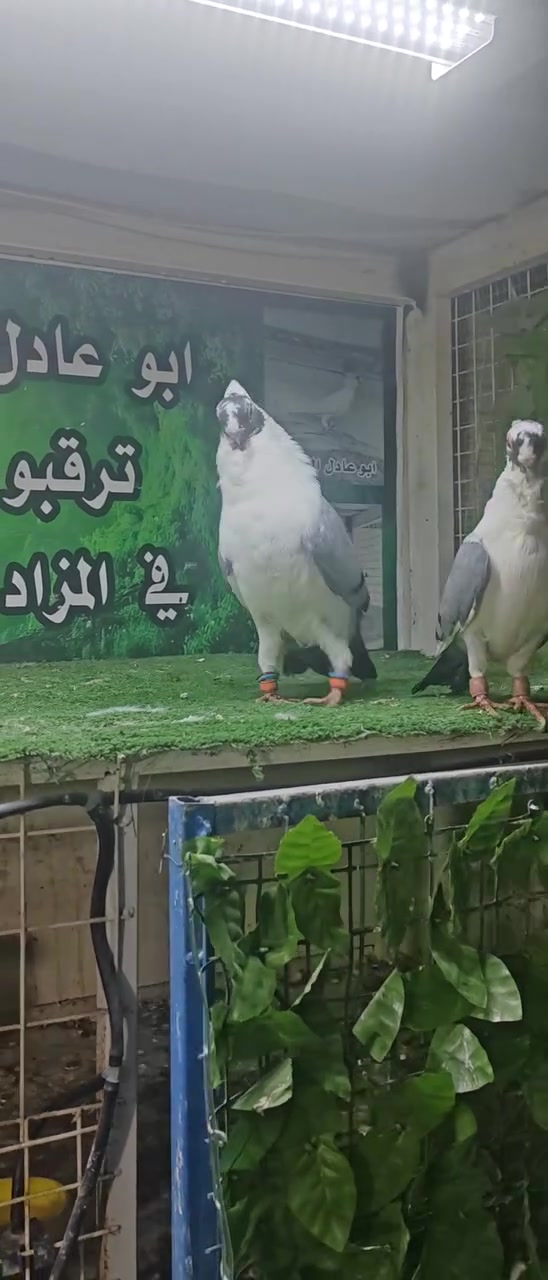 @إشارة 
#العراق 
#سوريا
#بغداد


**إذا كنت صاحب هذا الإعلان وتريد حذفه لأي سبب، رجاءا أرسل رسالة إلى الدعم الفني**