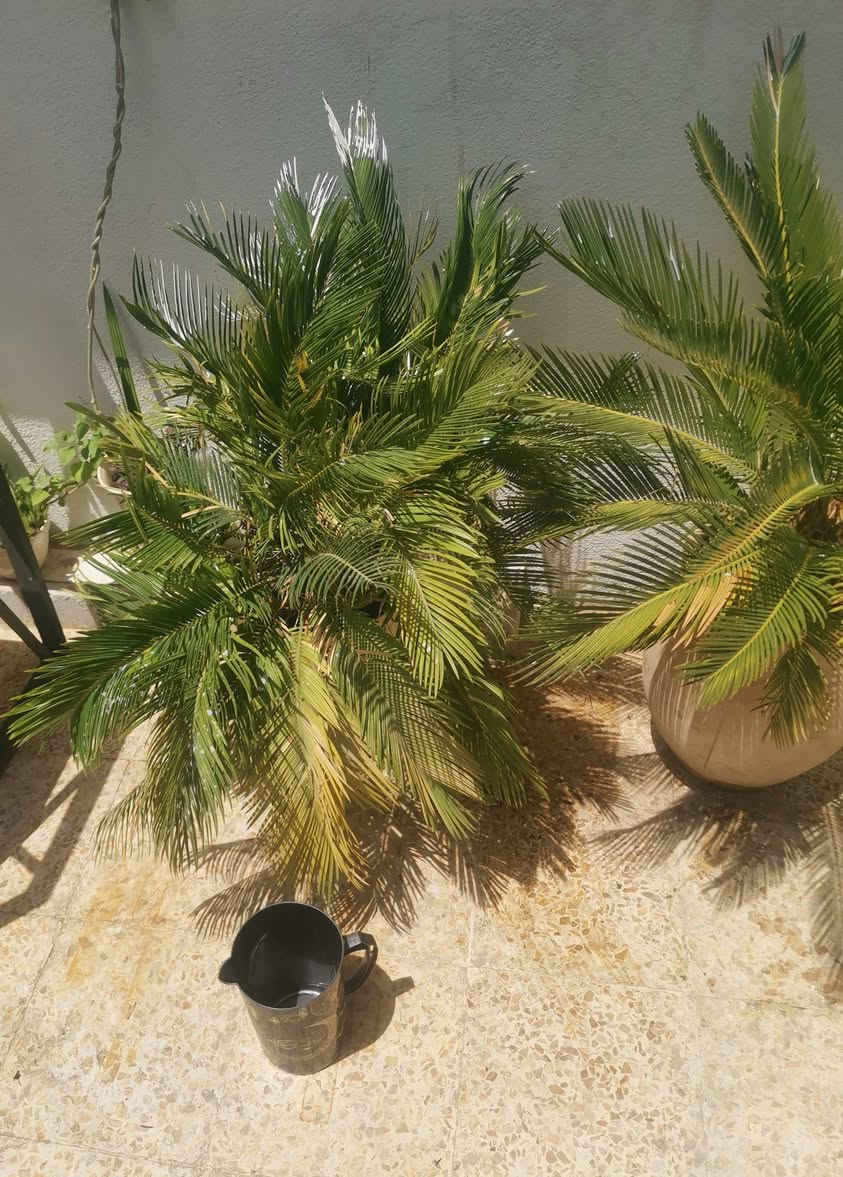 للبيع شجرتان كبيرتان السيكاس سعر واحده 40 الف .


**إذا كنت صاحب هذا الإعلان وتريد حذفه لأي سبب، رجاءا أرسل رسالة إلى الدعم الفني**