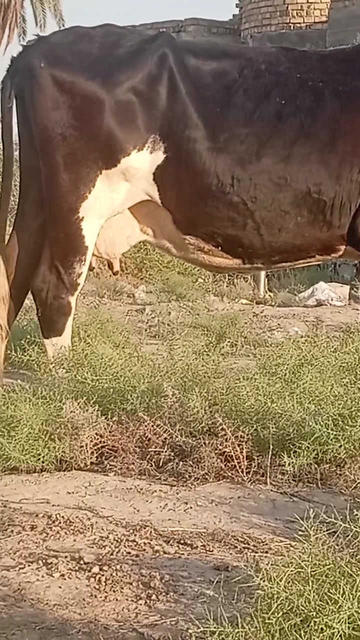 بسم الله الرحمن الرحيم
ربنا آتنا من لدنك رحمة وهيء لنا من امرنا رشدا 

صدق الله العلي العظيم 

بقره هوشتاين خشنه عشار ٨ اشهر وتحلب ٣٠ كيلو عند الولاده ماعون وشطر خباب متعهده للولاده وبعد الولاده بكافه شروط الجني بابل ناحيه الشوملي للاتصال *********** واتساب *********** يوجد توصيل لبعض المحافظات وحسب الاتفاق
