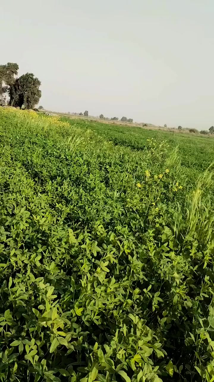 يتوفر برسيم لبيع مكانه واسط قضالحي ناحيت لبشائر ***********
