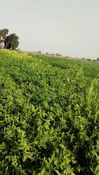 برسيم • للبيع • لبشائر واسط